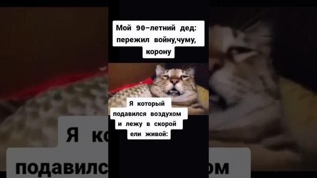 Кот подавился Мем
