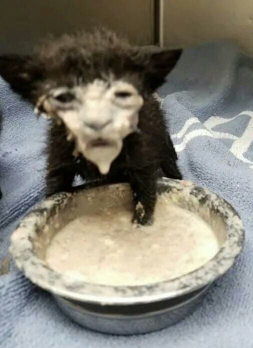 Кот с мордой в сметане