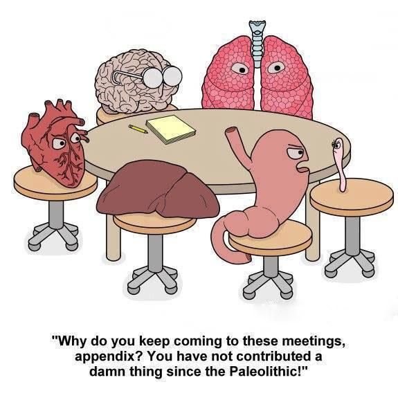 Анатомия человека