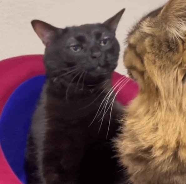 Рыжий и черный кот