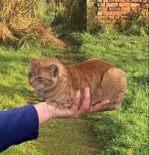 Кот кобакодзувари