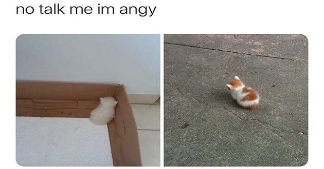 Маленький котенок Мем