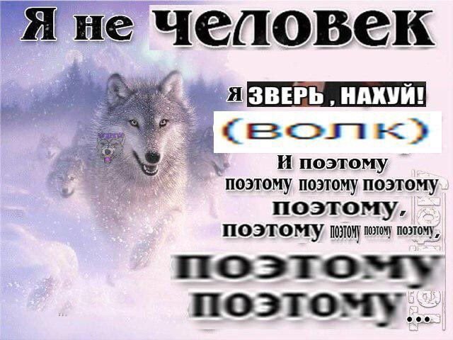 Цитаты волка