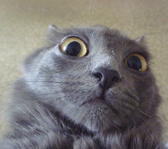 Котик серый