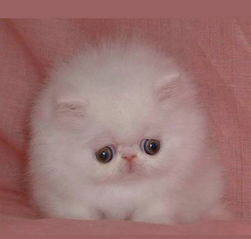 Мемы с милыми котиками с надписями