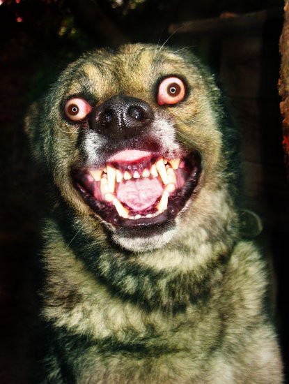 Тупая собака