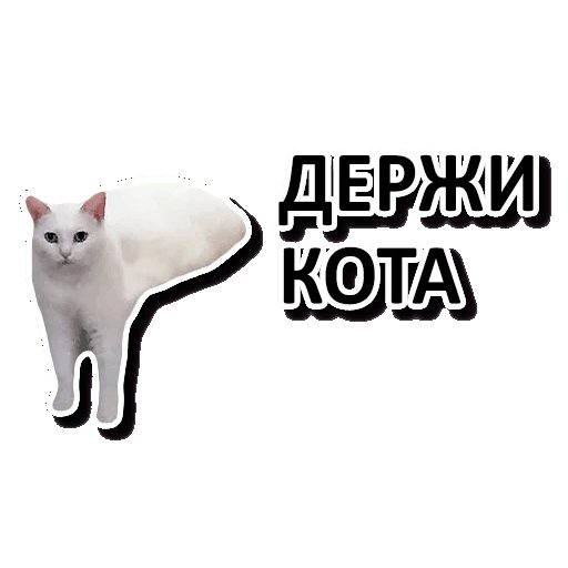 Держи кота