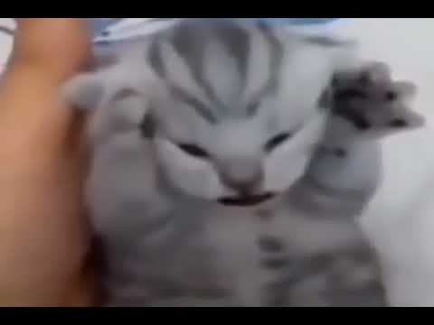 Котенок хватается за голову