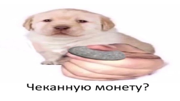 Собачка с монеткой Мем