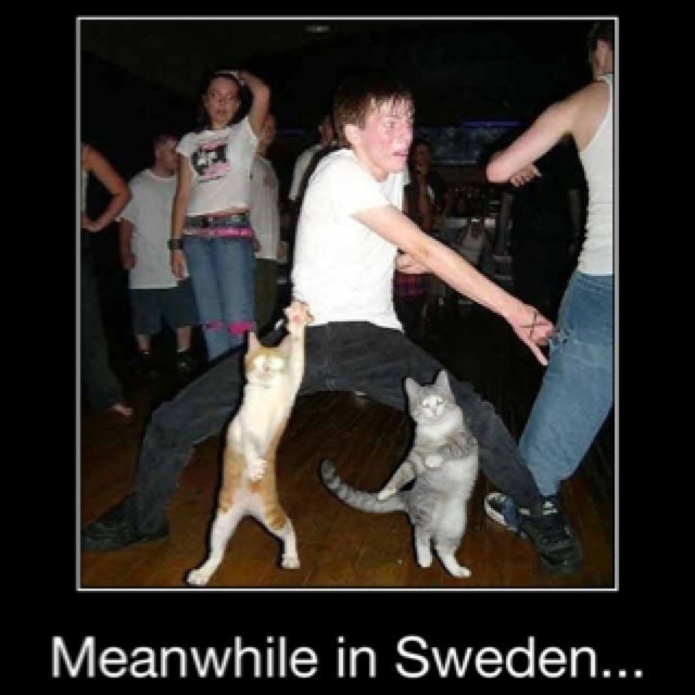 Коты вечеринка