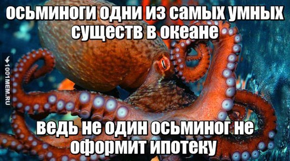 Мемы с осьминогами