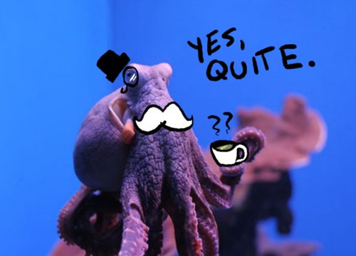 Осьминожка Мем