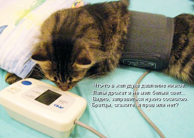 Тонометр для котов
