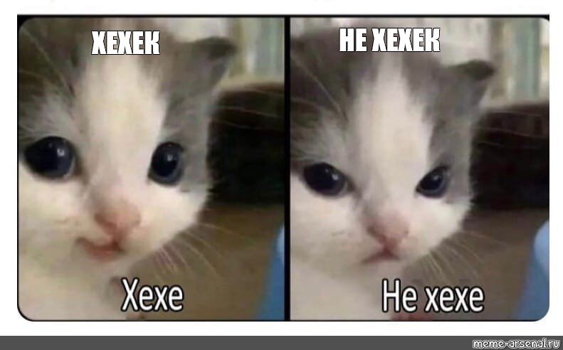 Коты мемы