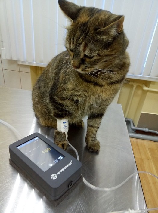 Кот с тонометром