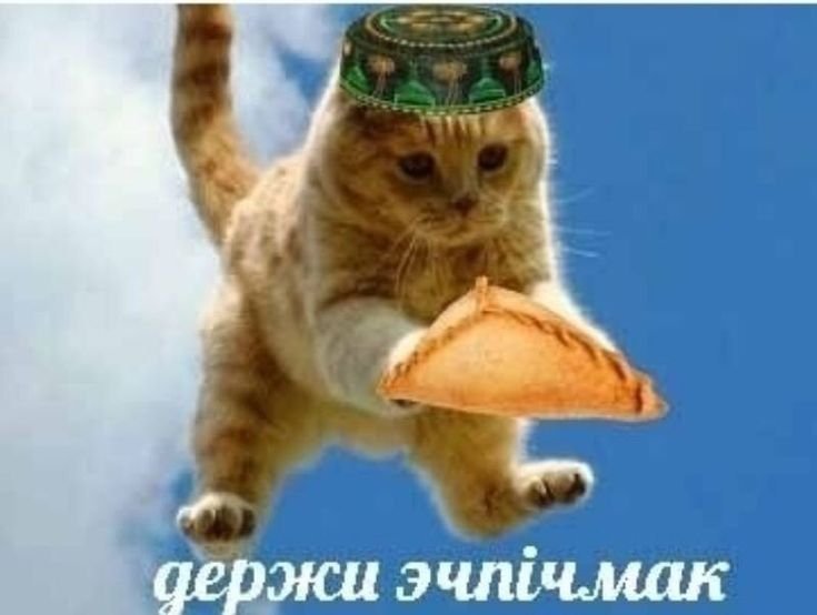 Держи эчпочмак Мем с котом