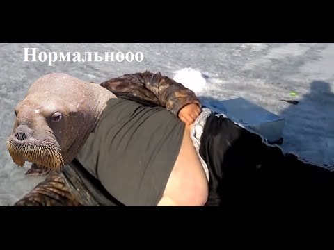 Морж на льду