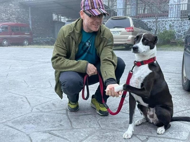 Собака поводырь