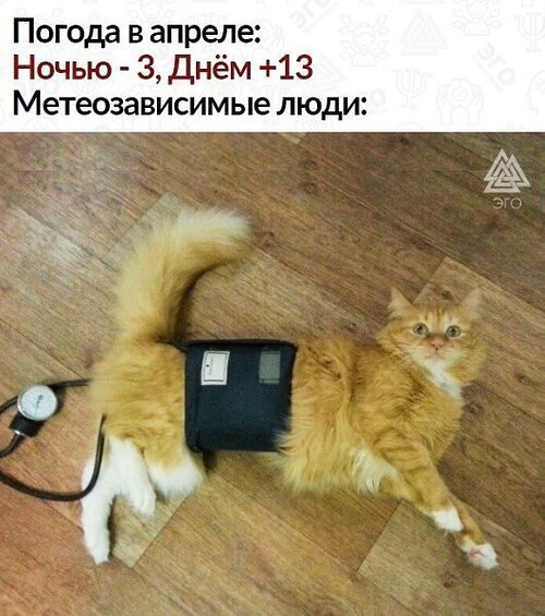 Кот меряет давление Мем