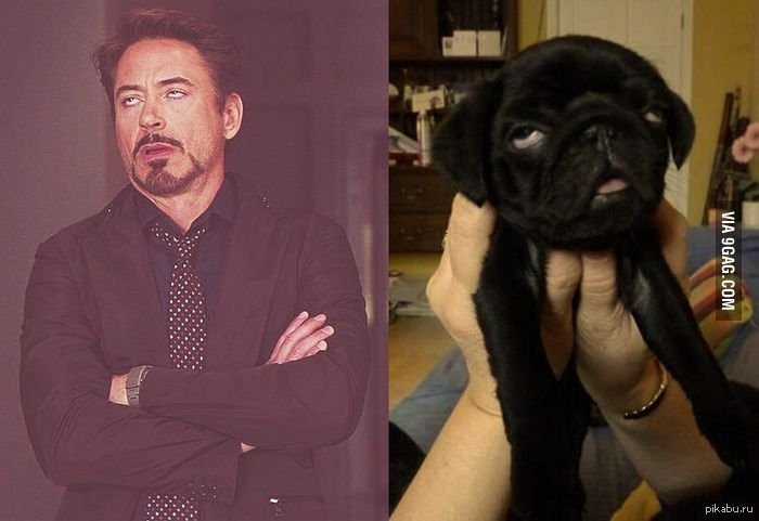 Мем Роберт-Дауни младший закатывает глаза