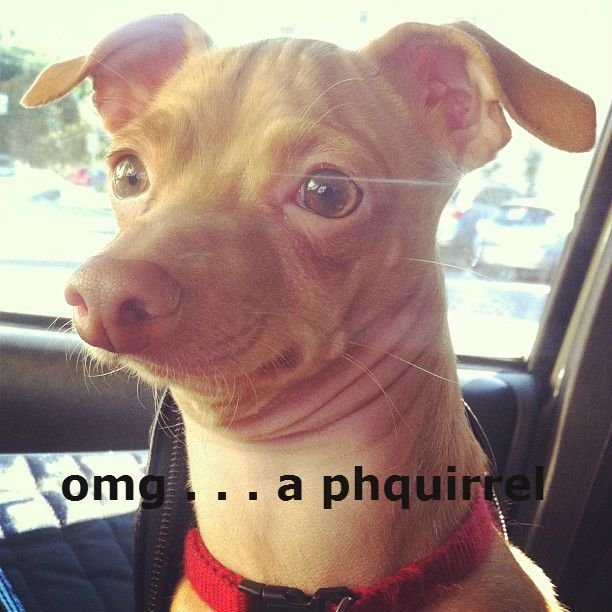 Чихуахуа Туна