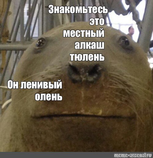 Мемы с тюленями