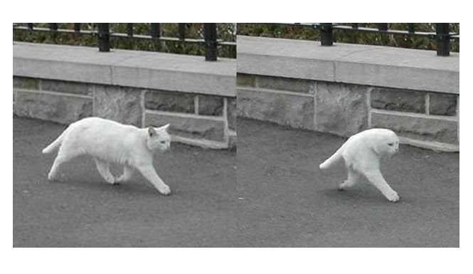 Кот на двух ногах