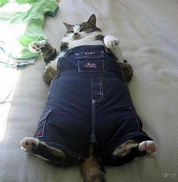 Толстый кот