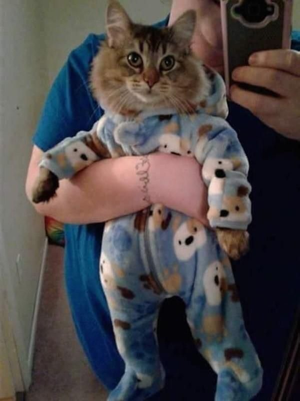 Наташа и котики