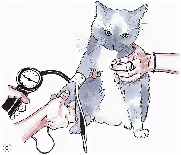 Измерение артериального давления у кошек