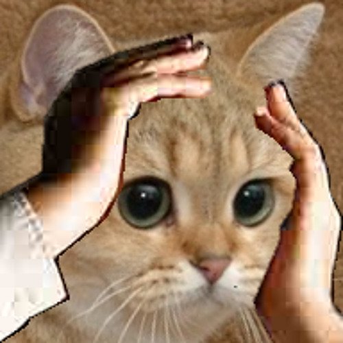 Кот держится за голову