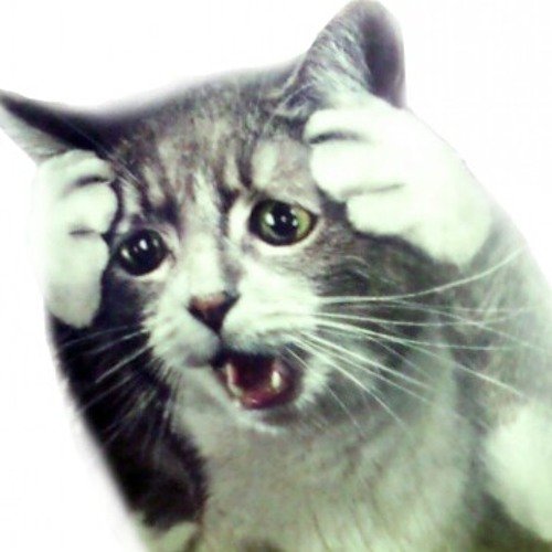 Кот в панике Мем