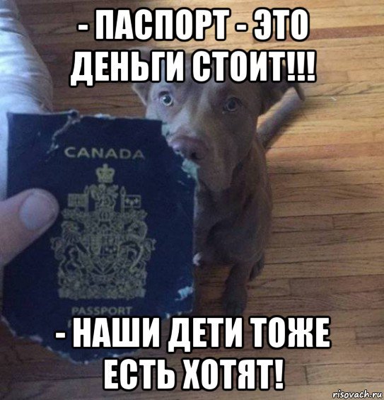 Мем собачья деньга