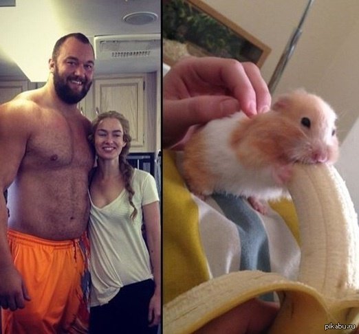 Хомяк и большой банан