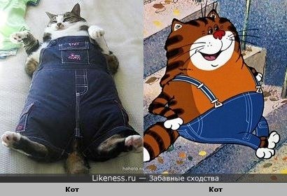 Кот в штанишках