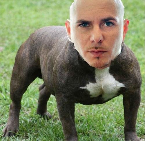 Брэд питбуль