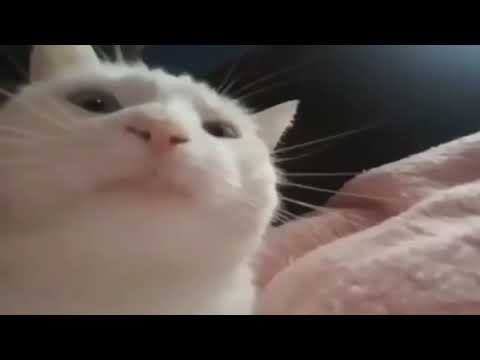 Белый кот флексит