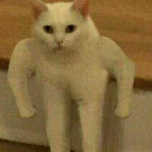 Котик с мускулами