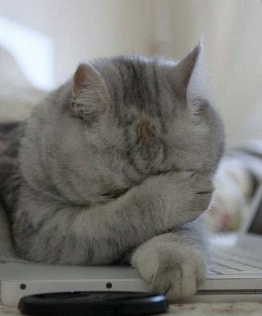 Кот рука лицо