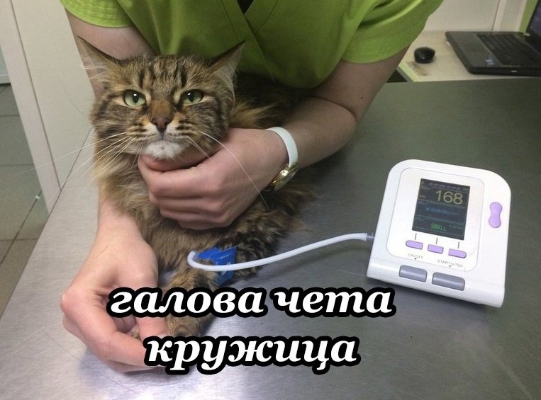 Прибор для измерения давления у кошек