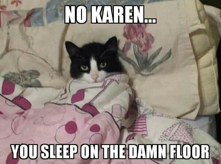 Плачущий кот в кровати