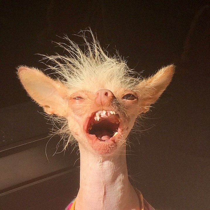 Китайская хохлатая уродливая