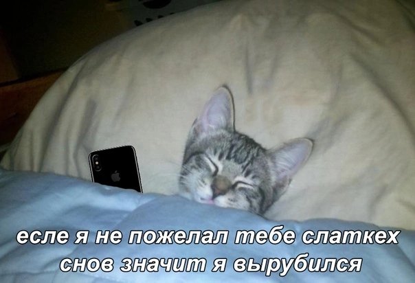 Котик в кровати