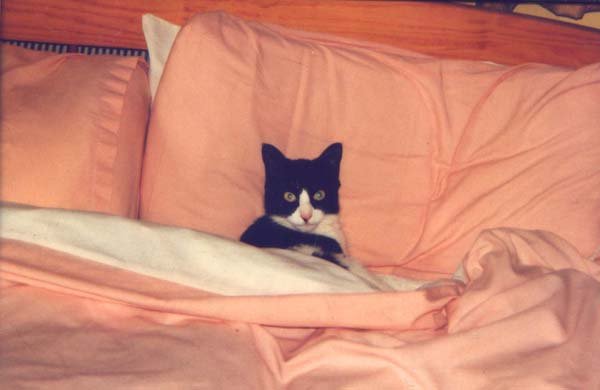 Кот лежит под одеялом