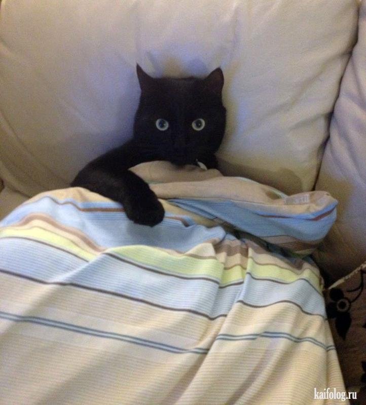 Черный котик на кровати