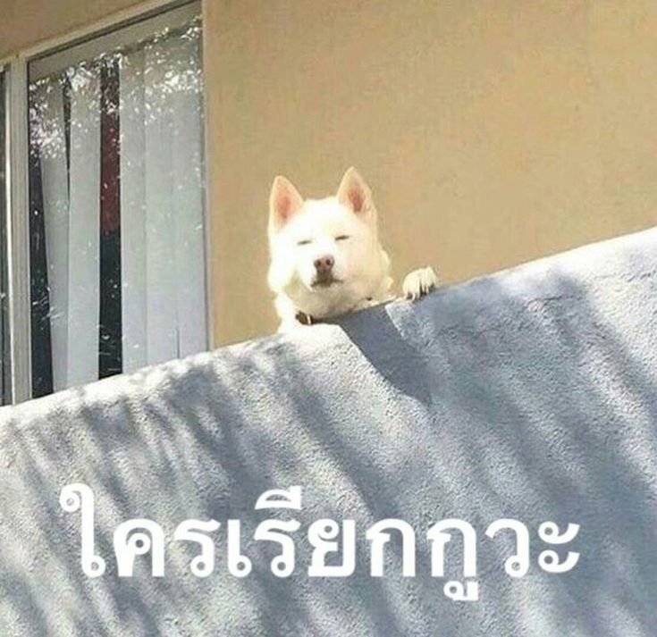 Собака осуждает