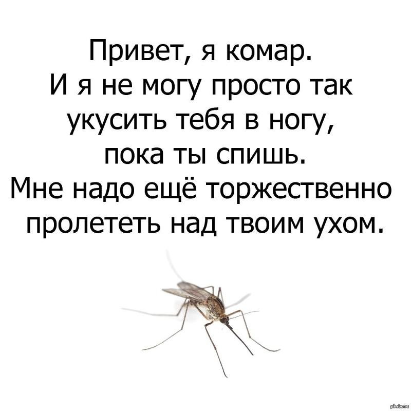 Комар картинка смешная