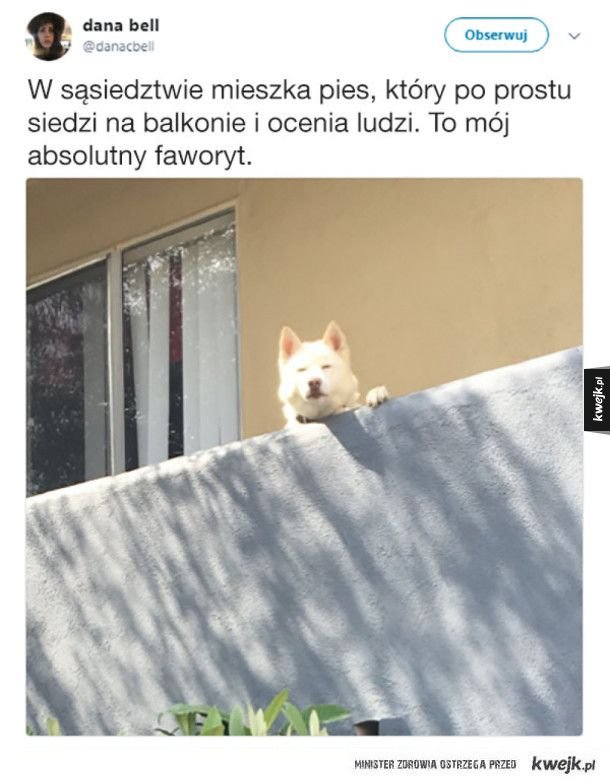 Собака осуждака мемы