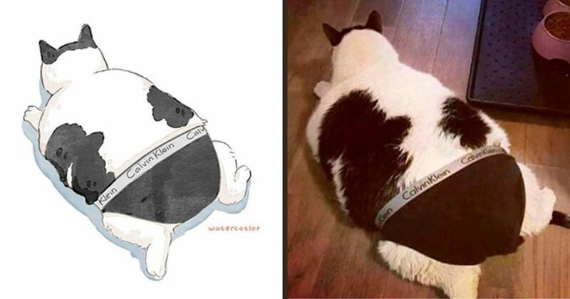 Коты из мемов