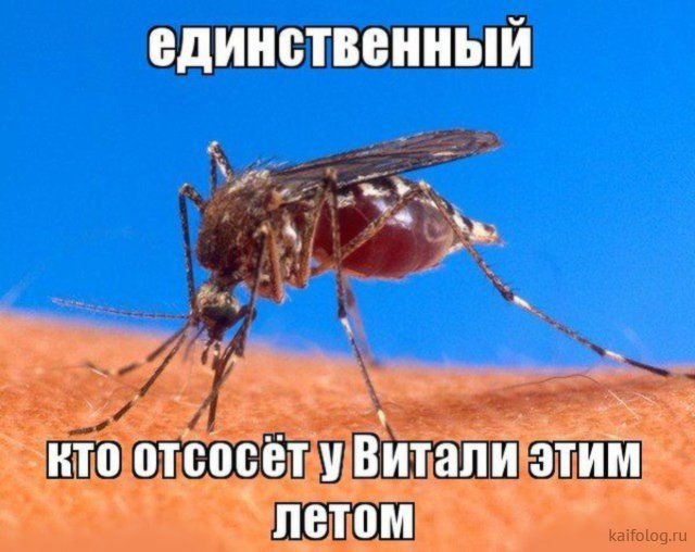 Комар прикольные картинки